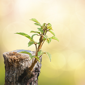 Tree Renwal Growth 275 X 275