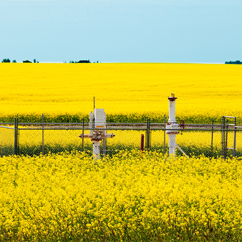 Gas Well Heads In Canola