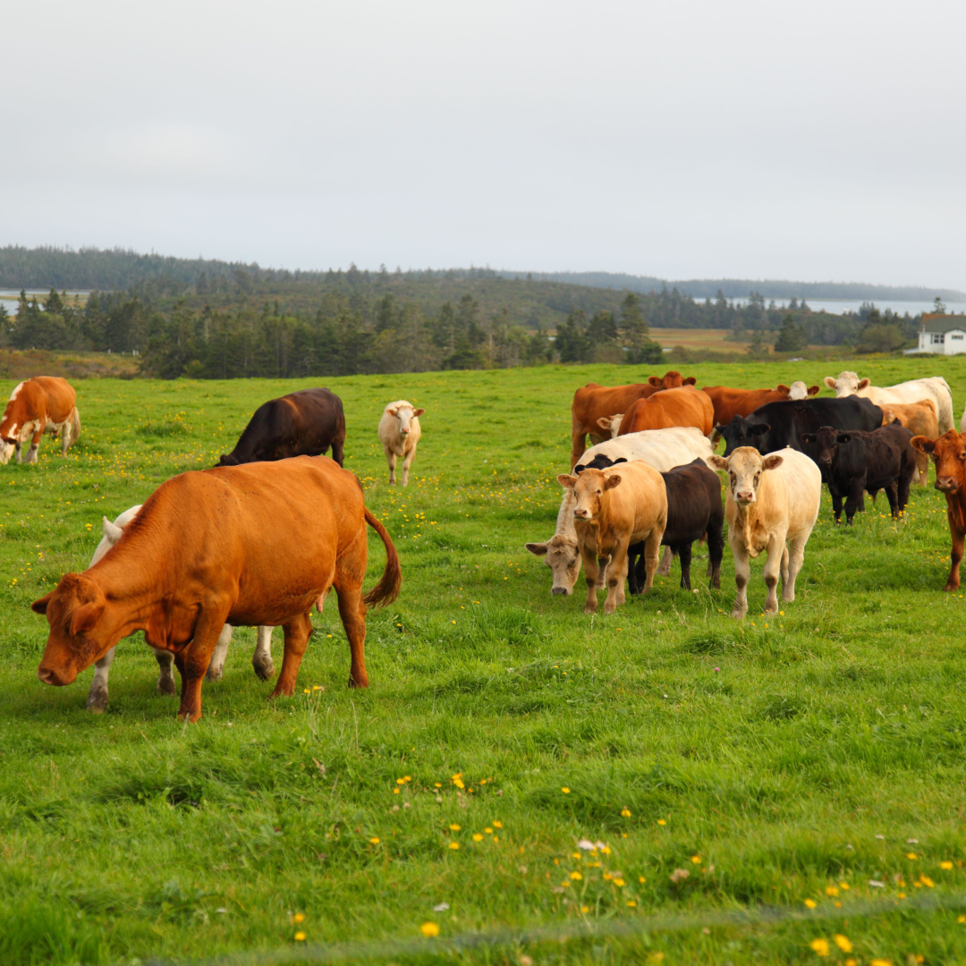 Cattle