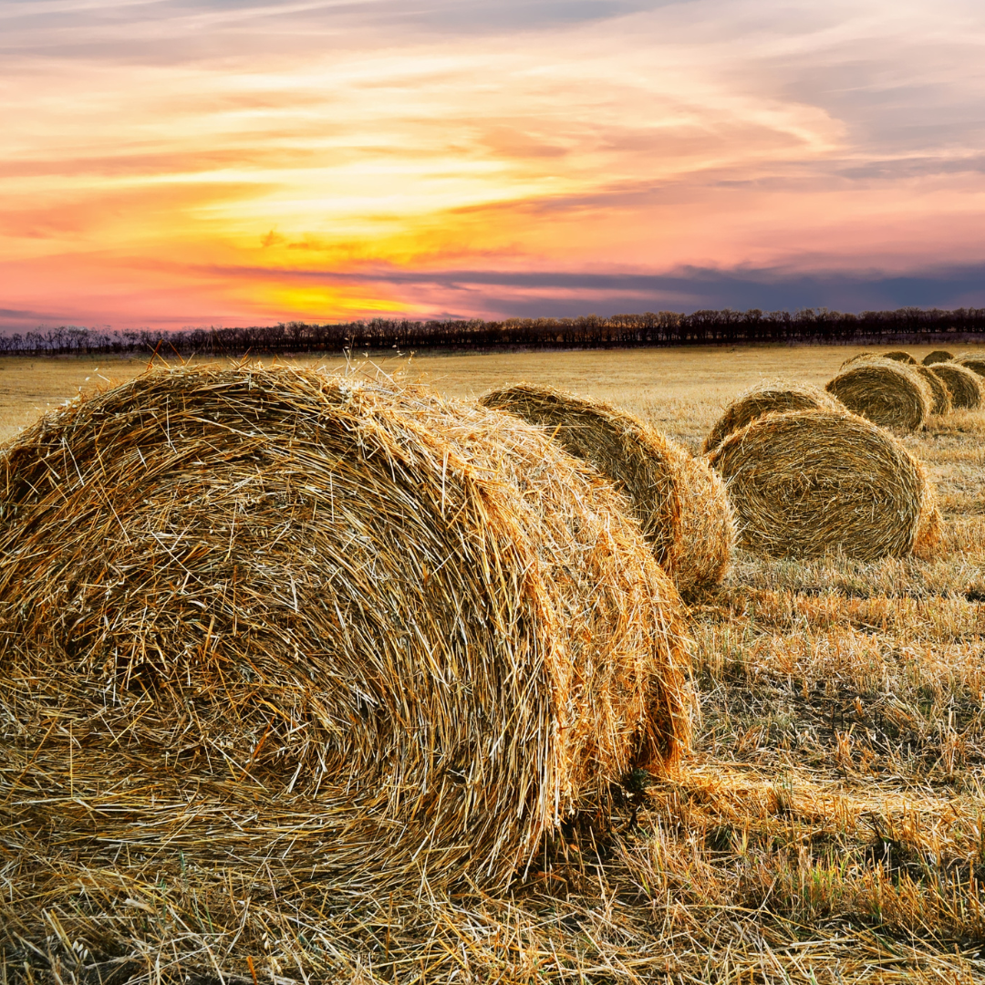 Haybales
